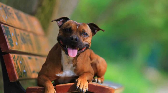 Staffordshire bullterrier