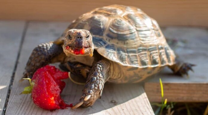 Tartaruga russa che mangia fragole nel giardino.
