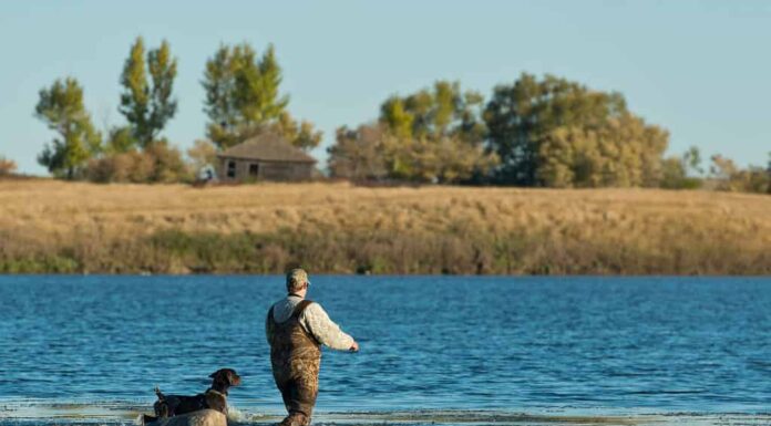 Un cacciatore di anatre e il suo cane da caccia in una zona umida del Nord Dakota