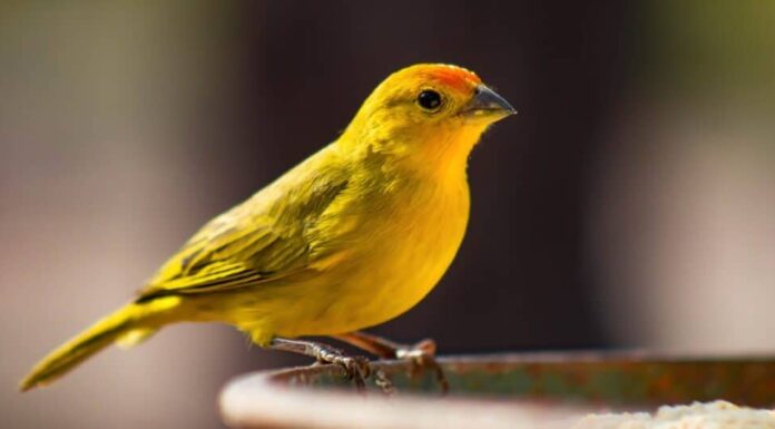 uccelli dalle belle canzoni: canarino
