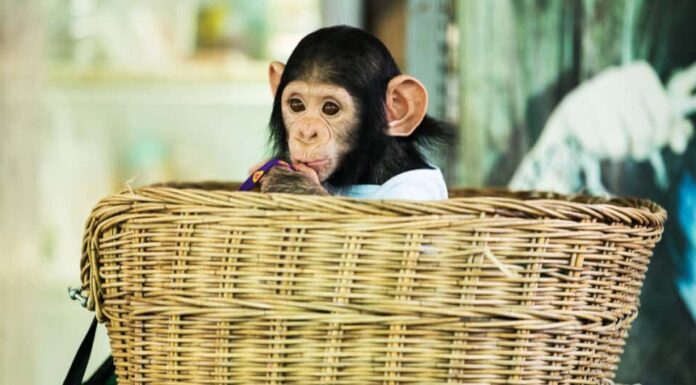 baby-scimpanzé-cesto