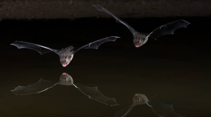 Pipistrello occidentale o pipistrello del canyon