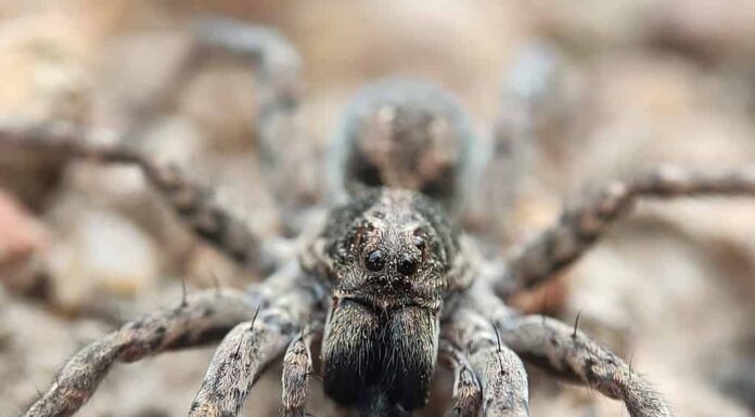 Lycosa tarantula è la specie originariamente conosciuta come tarantola.  Ora potrebbe essere meglio chiamato ragno lupo tarantola.