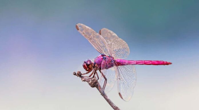 Schiumatoio rosato, Rio Grande Valley, Texas