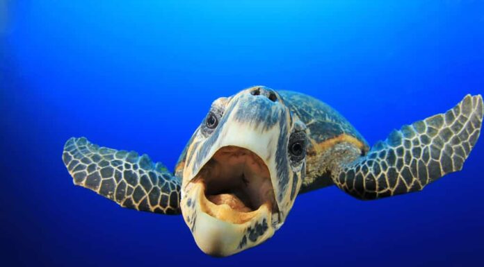 Curioso e amichevole Hawks Bill Tartaruga marina in acqua blu