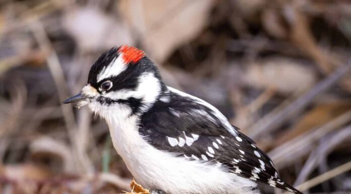 Picchio lanuginoso che cerca cibo tra le erbacce