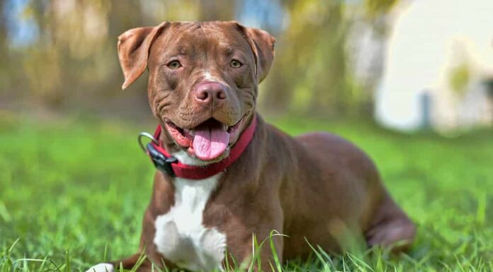 marrone pit bull terrier con orecchie non tagliate