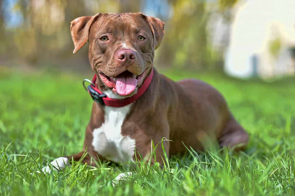 marrone pit bull terrier con orecchie non tagliate