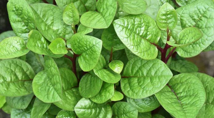 Foglie morbide, carnose e tenere di giovani piante di spinaci indiani vegetali a foglia densamente crescenti e altamente nutrienti (Basella alba, spinaci di Malabar, vazhala cheera).  Vista in primo piano dall'alto.