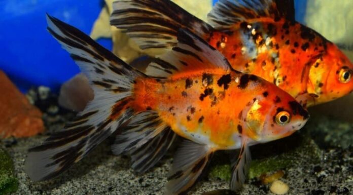 Pesce rosso shubunkin cinese in acquario d'acqua fredda.