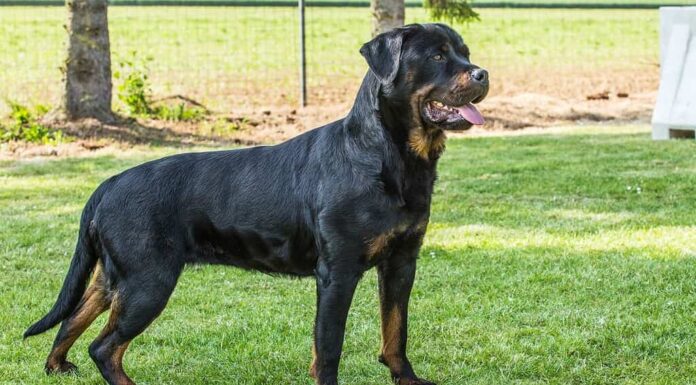 Animale, Belgio, Canide, Cane, Composizione orizzontale