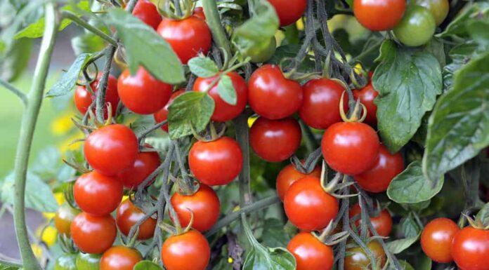 Pomodori ciliegini coltivati ​​all'aperto, F1 Sweet Million, che maturano sulla vite in un giardino.