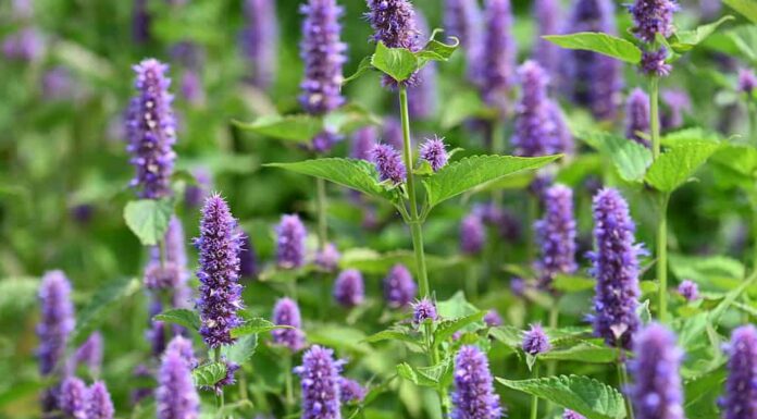 Anice fiori di issopo