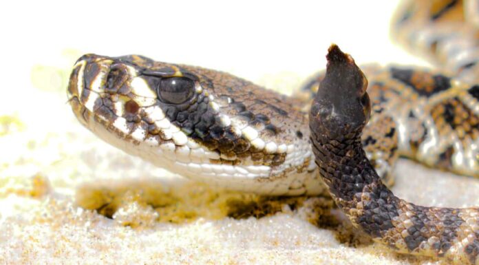 bambino a sonagli diamondback orientale