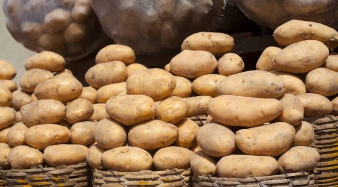 Cesti di patate fresche irlandesi