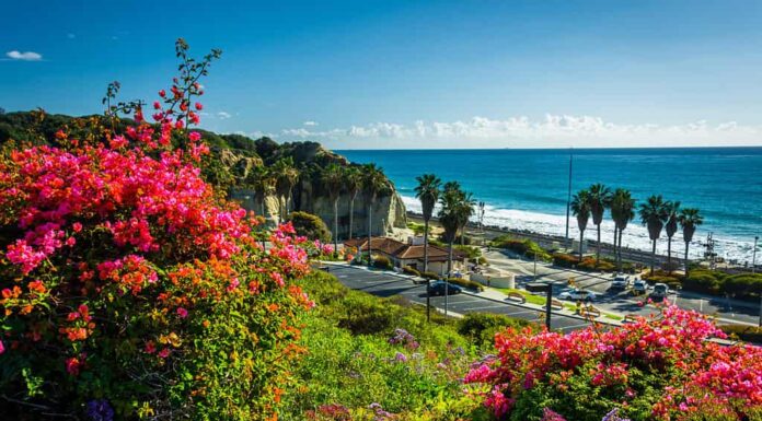Fiori colorati e vista di San Clemente State Beach da Calafia Park, a San Clemente, California.