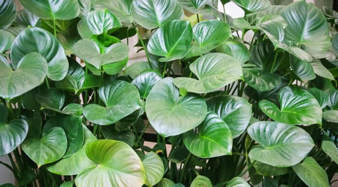 Verde Heartleaf, Philodendron hederaceum