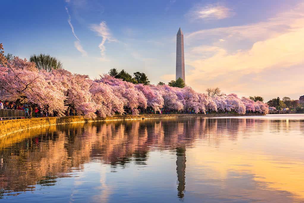 Al culmine della fioritura, i fiori di ciliegio vicino al Monumento a Washington sono abbaglianti!