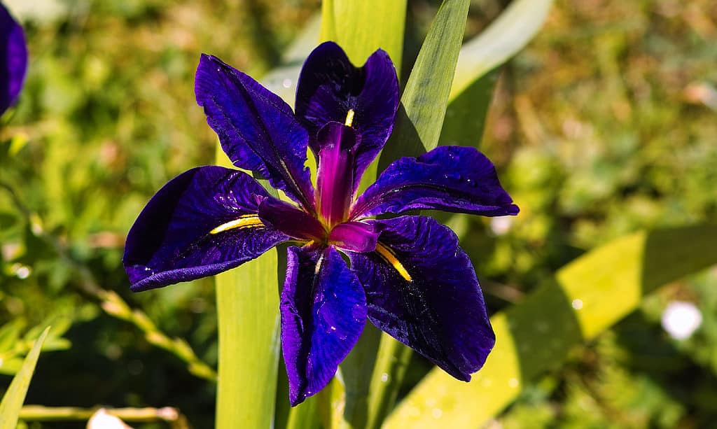 Iris della Louisiana