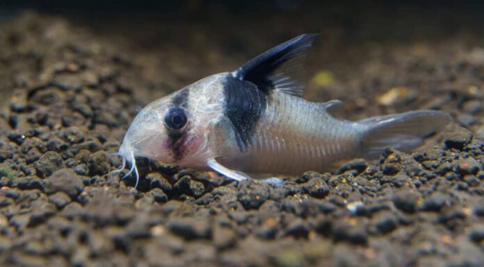 Panda Corydoras è un'ottima scelta per un carro armato betta.