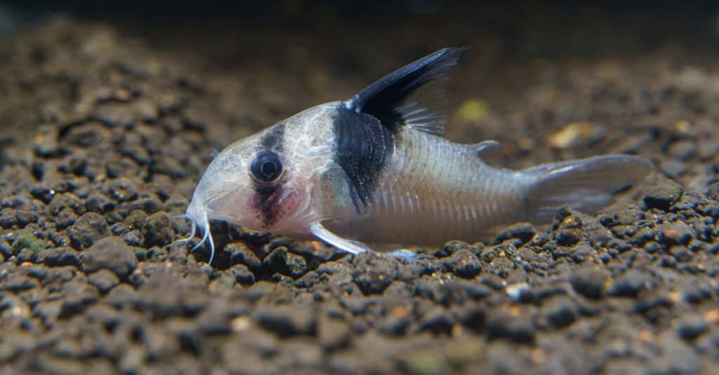Panda Corydoras è un'ottima scelta per un carro armato betta.