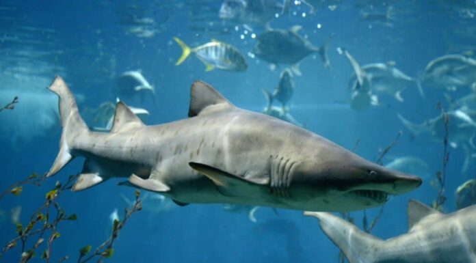 Fatti dello squalo toro - uno squalo toro che nuota