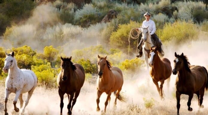 I migliori animali da fattoria