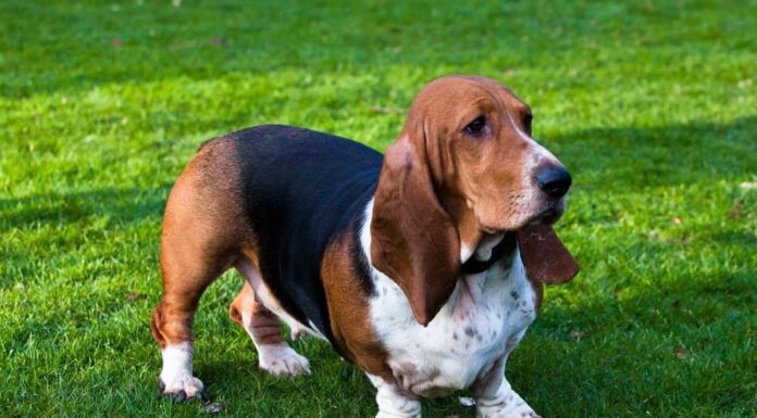 Basset Hound in piedi sull'erba