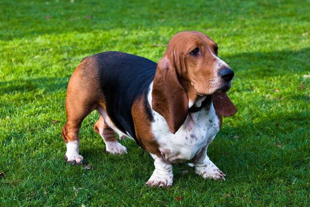 Basset Hound in piedi sull'erba