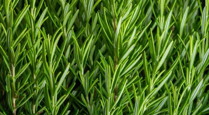 Particolare dell'erba fresca di rosmarino.  Giardino delle erbe aromatiche al rosmarino.  vista macro.