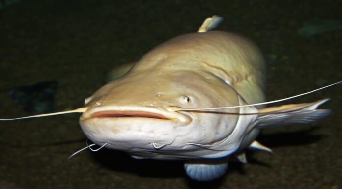 Pesce gatto Wels sott'acqua