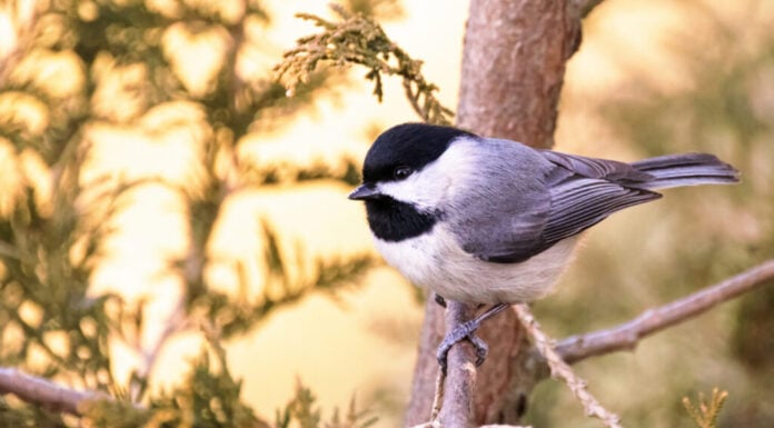 Carolina Luisa appollaiata su un albero in primavera