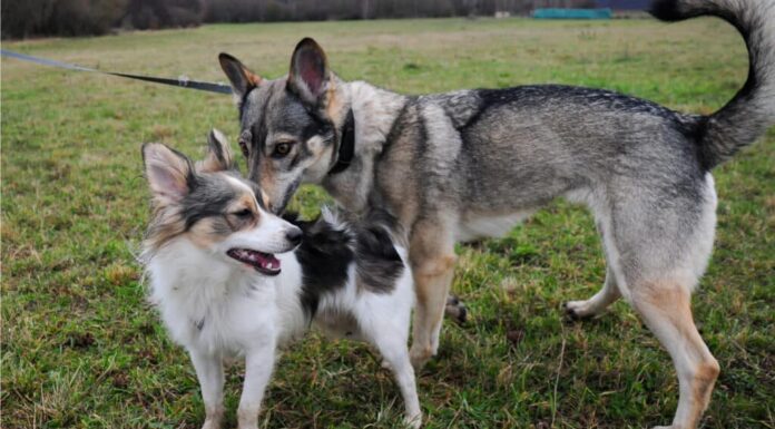 perché i cani annusano il sedere?