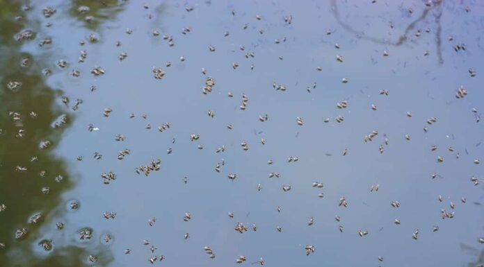 Zanzare che si riproducono nell'acqua