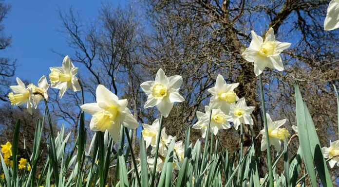 I narcisi di Mount Hood iniziano con un po' di giallo nella loro corona, ma sfumano fino a diventare completamente bianchi.