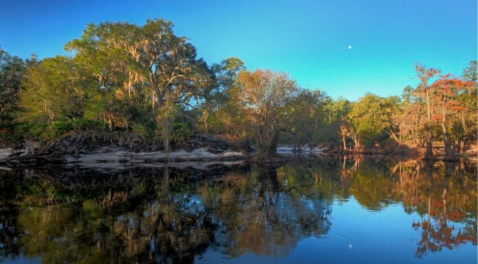 Fiumi in Florida - Fiume Suwannee