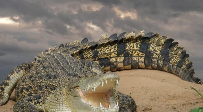 Coccodrillo d'acqua salata sulla terra