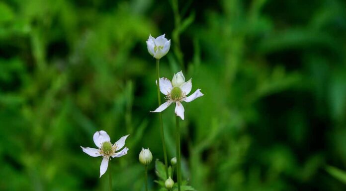 Fauna selvatica, bellezza, fiore, botanica, primo piano