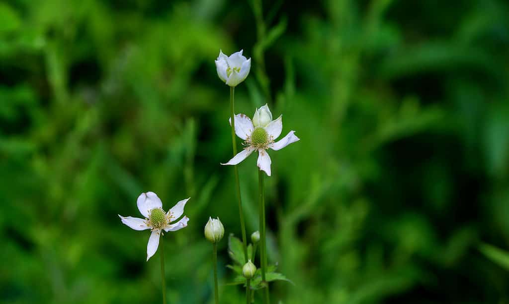 Fauna selvatica, bellezza, fiore, botanica, primo piano
