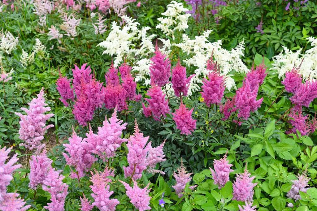 Varietà Astilbe Montgomery, Kvele, Monte Bianco