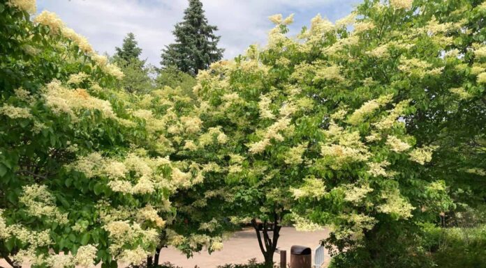 Bellissimi lillà ad albero giapponese in fiore su panche di legno nel parco pubblico di Edina, Minnesota.