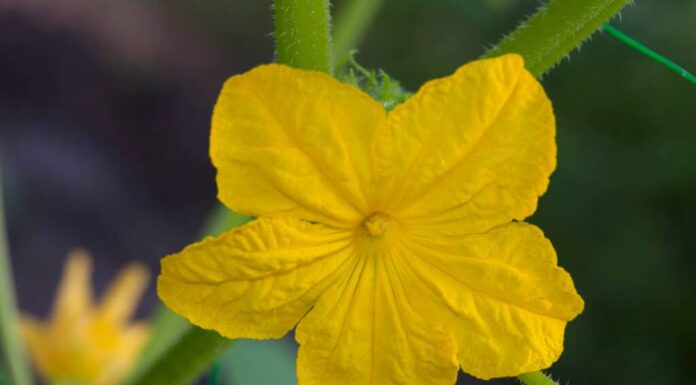 fiore di cetriolo maschio