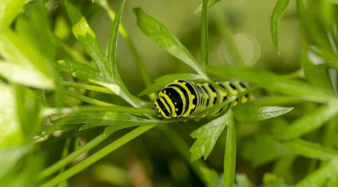 Bruchi neri a coda di rondine.  In Nord America sono specie più comuni.  È la farfalla di stato dell'Oklahoma e del New Jersey.