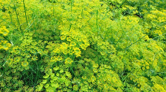 Finocchio (Foeniculum vulgare)