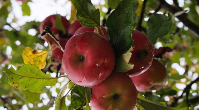 Mele mature rosso scuro con goccioline d'acqua dalla pioggia, appese a un ramo con fogliame verde