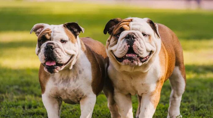 1. I database Microchip non sono coesi