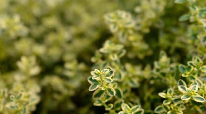 Timo limone rampicante (Thymus x citriodorus)