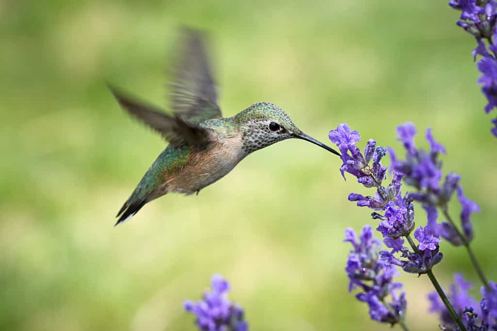 Una femmina di colibrì calliope, selasphorus calliope, inizia a bere il nettare da un fiore di lavanda.