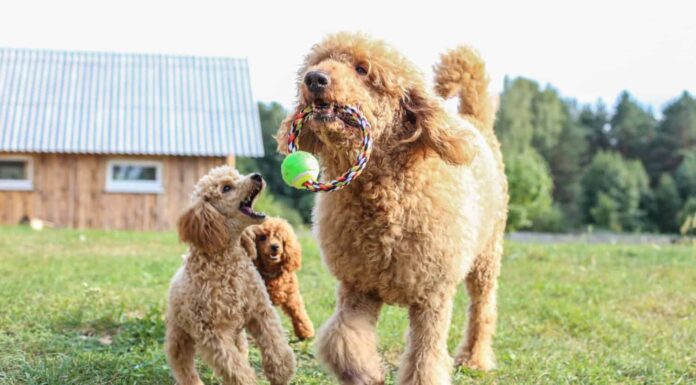 giocattolo e barboncino standard si giocano sul prato.  Cani di razza di colore albicocca.