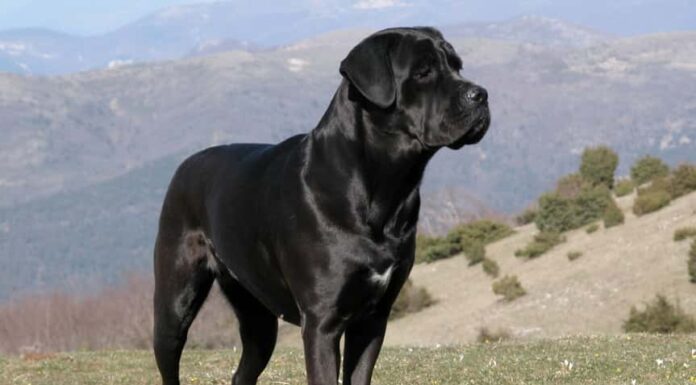 Cane Corso maschio vs femmina: 5 differenze chiave
